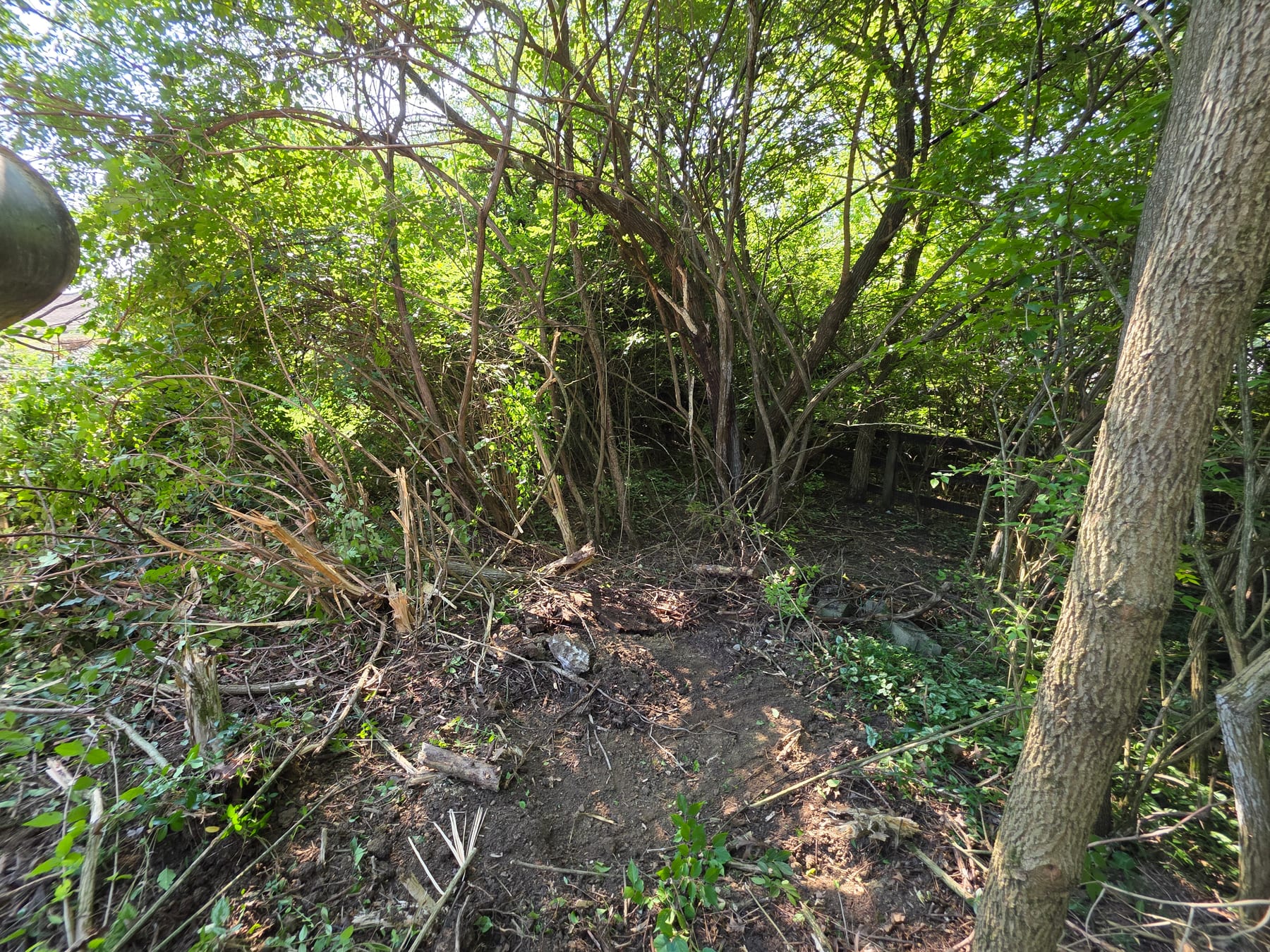 Dense understory within the land-clearing area