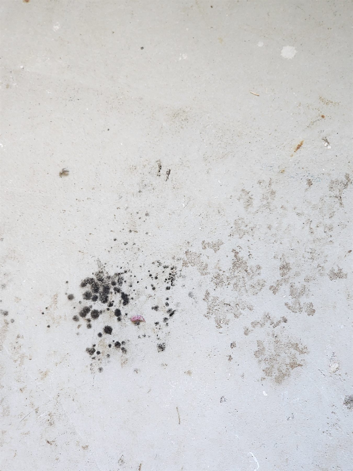 Close view of another treated subfloor area